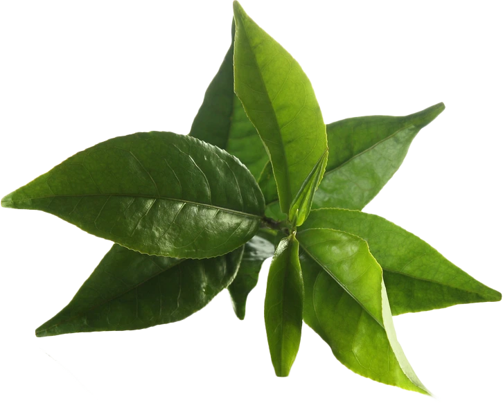 Green tea extract